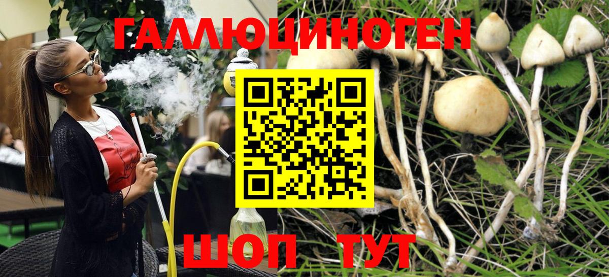 Галлюциногенные грибы Psilocybine cubensis Костомукша